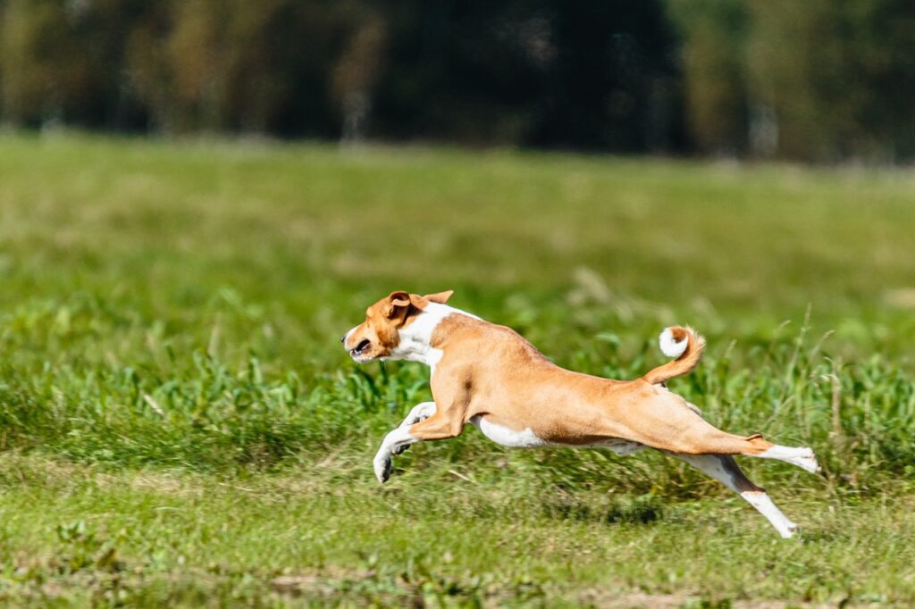 dog, basenji, running-6877295.jpg